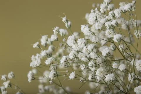 Small dot flowers. white summer flower on yellow background with space for te Stock Photos