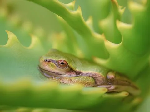 A small dotted tree frog half hidden between aloe candelabra  leaves, in a ga Foto stock