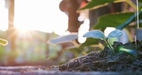 Small double leaf plant growing on soil sunset light water pread by hand Stock Footage 122662581