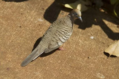 Small dove Stock-Fotos