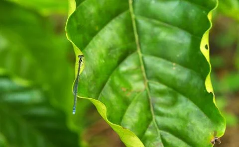 Small dragon fly perched on a leaf. The fly is so small that the wings are al Stock Photos