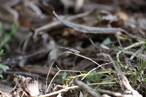 A small dragon fly sitting on grass Stock Photos