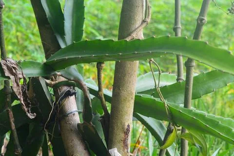 Small dragon fruit tree in the garden. Green dragon fruit tree Stock Photos