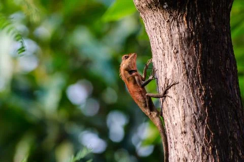 Small dragon, lizard Stock Photos