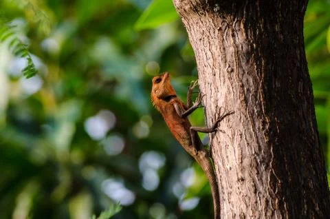 Small dragon, lizard Stock Photos