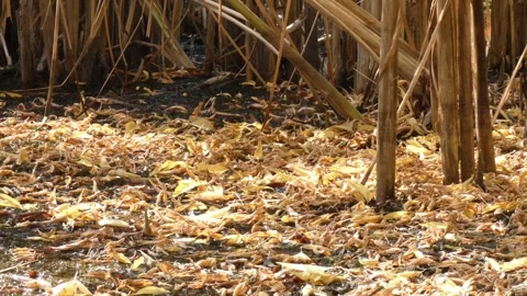 Small dragonflies mating in tandem on ground litter Vidéo 334979097