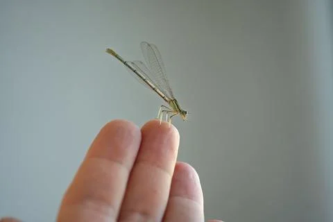 Small dragonfly close-up sitting on human fingers. Stock Photos