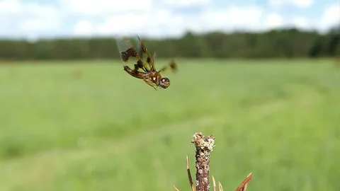 A small dragonfly comes and goes three times from its perch. Video stock 324763130
