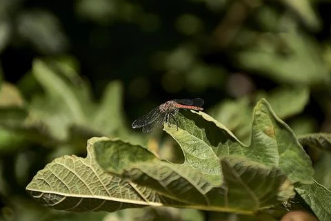 Small dragonfly on fig leaf. Out of focus Stock Photos