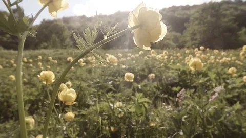 Small Dragonfly Flying Around Yellow Flowers on the Field Stock Footage 76458067