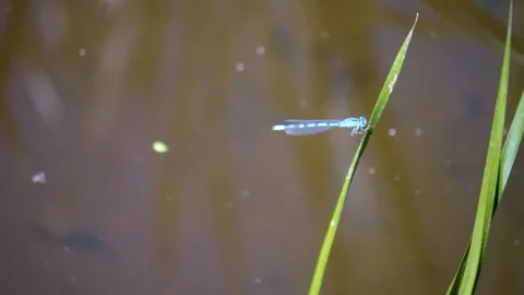 A small dragonfly Stock Footage 263617610