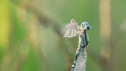 A small dragonfly on the grass in a meadow covered in dewdrops. Stock Footage 315059694