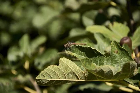 A Small dragonfly on green fig leaf Stock Photos