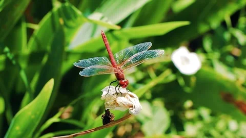 Small dragonfly insect with long wings sitting on the plant Stock Footage 244774113