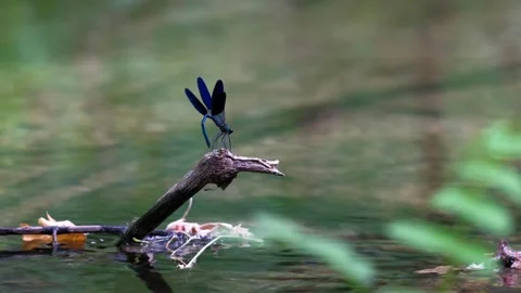 Small dragonfly insect with long wings sitting on the plant Stock Footage 279028289