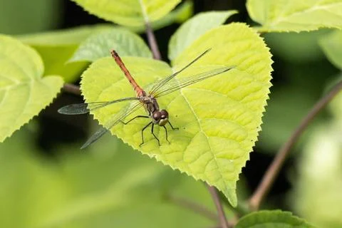 Small dragonfly on a leaf Stock Photos