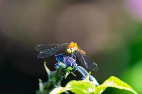 Small, dragonfly with an orange pattern perched atop a vibrant purple flower 스톡 사진