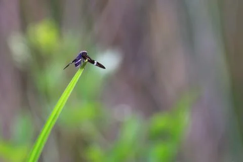 Small dragonfly perchhed off a grass Stock Photos
