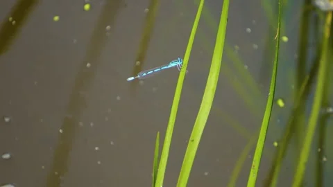 A small dragonfly resting  Stock Footage 249732813