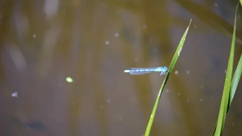 A small dragonfly resting Stock Footage 263655494