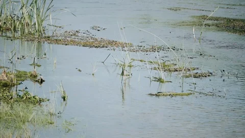 Small dragonfly sits on a blade of grass against of water Video stock 95803275