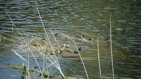 Small dragonfly sits on a blade of grass against of water Stock Footage 95803378