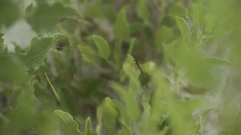 Small dragonfly - Slow motion Video stock 134177182