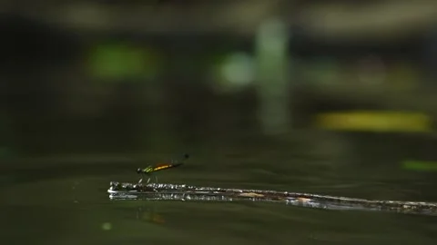 Small dragonfly stand on small branch in water Stock Footage 135970100