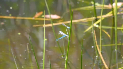Small dragonflys matting  Stock Footage 263643277