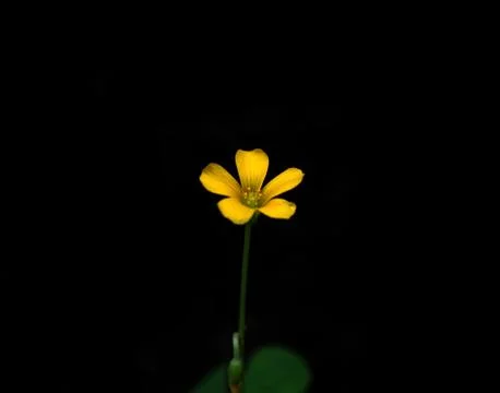 Small Dramatic Flower Stock Photos