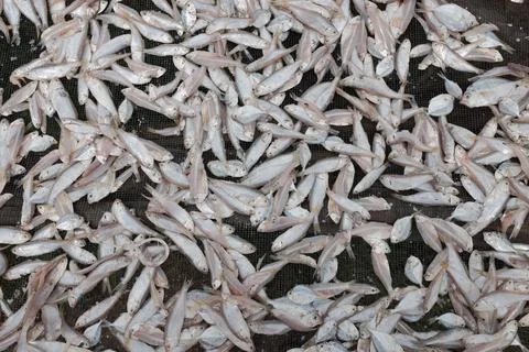 Small dried fish Stock Photos