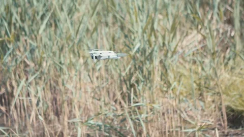Small drone flying in the rushes and then above the lake Stock Footage 276096597