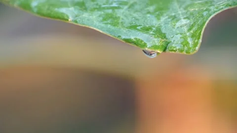 Small drop falling from edge of green leaf Stock Footage 238875660