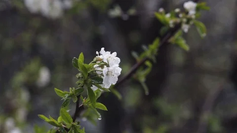 Small drop falls from green leaf of blooming cherry branch Stock Footage 129946557