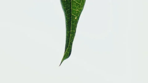 Small drop falls from lonely green leaf on white background Stock Footage 229721780