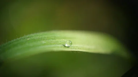 Small drop on the grass - super macro Stock Footage 36895355