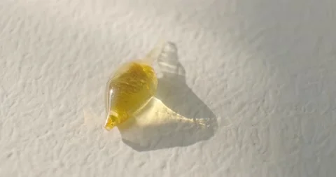 A small drop of pine resin 库存影片 164071549