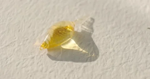 A small drop of pine resin Stock Footage 164071591