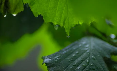 A small drop on the tip of a young green leaf Stock-Fotos