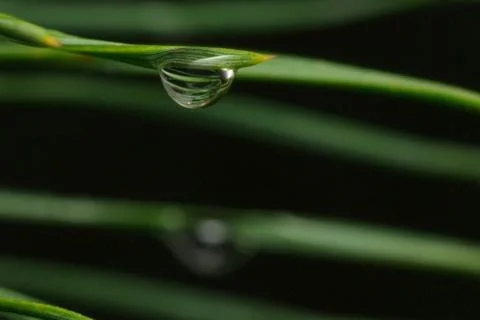 Small droplet of dew on a pine needle on a blurred background Stock Photos