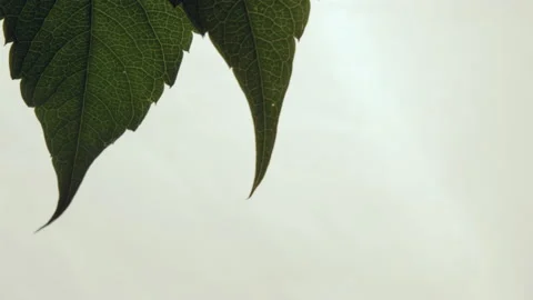 Small droplet falls from green leaf on white background Stock Footage 230036160