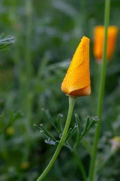 Small drops of dew on a yellow leaf of a wildflower Stock Photos