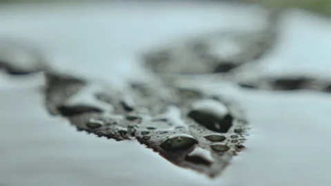 Small drops fall and wash natural leaves on clean water Stock Footage 230036554