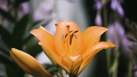 Small drops fall on orange flower lily and not The blossomed bud, blooming in Stock Footage 205480302