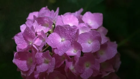 Small drops of rain fall on the petals of the Hydrangea macrophylla, a purple Stock Footage 199689268