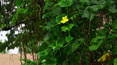 Small drops of rain Stock Footage 139960342