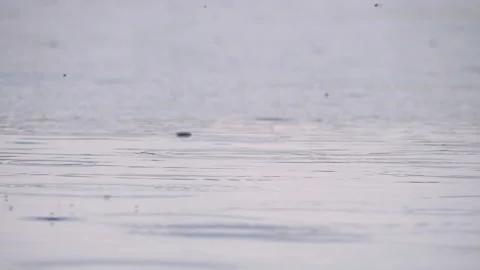 Small drops of rainwater fall into a large puddle on the asphalt in autumn Video stock 229030348