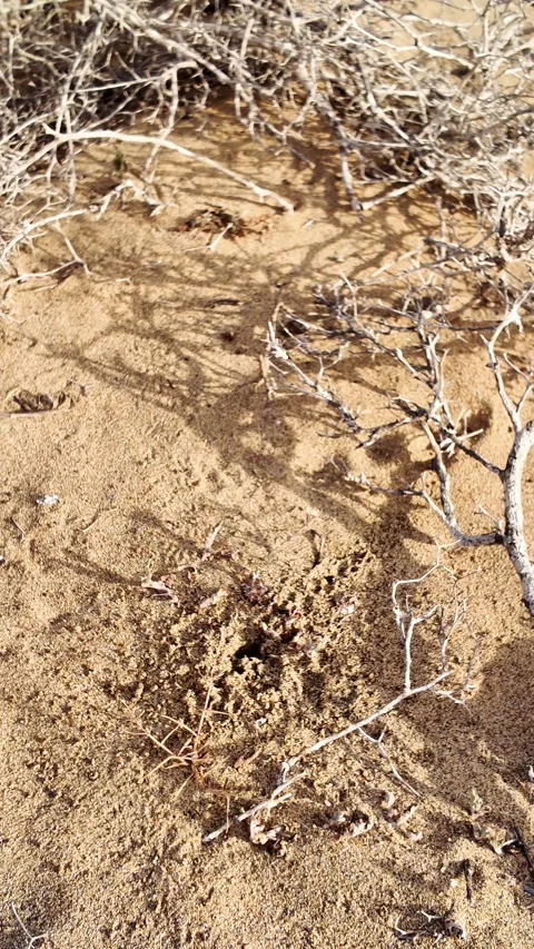 Small drops of water constantly fall on the desert sand Vídeos de archivo 329556601