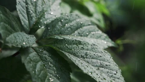 Small drops of water fall from above onto a green plant with large leaves Video stock 159003000