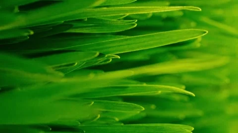 Small drops of water fall on the growing micro greens of wheatgrass. Micro 스톡 동영상 270297882